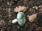 Varashátú galambgomba (Russula virescens), Zemplén. Zöldes színű, varasan felszakadozó, domború kalap